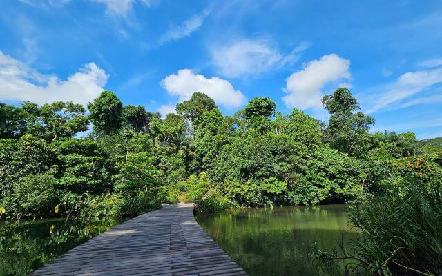 A serene wooden boardwalk meanders through the lush greenery of the Singapore Botanic Gardens, offering a tranquil escape beside a calm lake. Fluffy white clouds adorn the bright blue sky, adding a peaceful ambiance to this verdant tropical sanctuary.