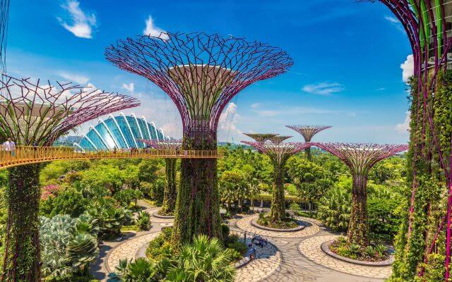 Singapore's Gardens by the Bay, showcasing towering Supertrees interlaced with the OCBC Skyway, surrounded by lush gardens under a bright blue sky with the distinctive shape of the Flower Dome in the distance.